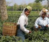 Golden Chai